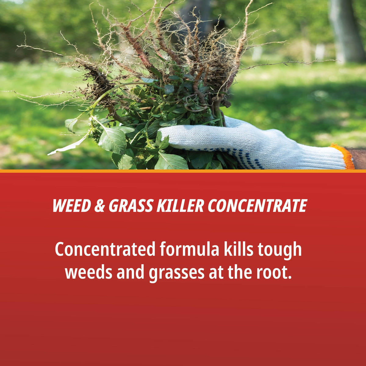 Control Solutions Eraser Grass Killer effectively eliminates tough weeds and grasses at the root. 100% Authentic and available in India at Curat Cart.