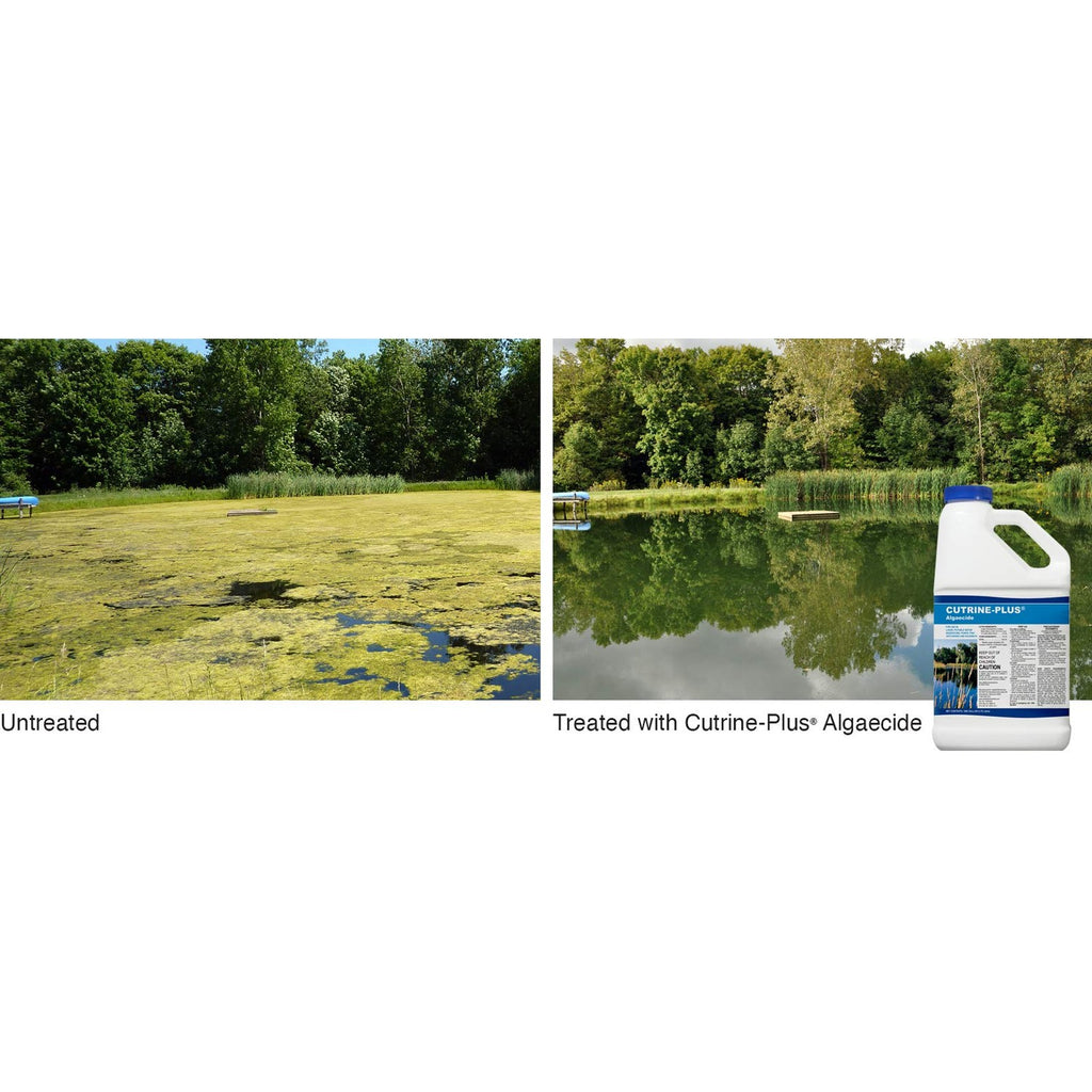 Transform your water body with Cutrine-Plus Algaecide, 100% Authentic and available in India at Curat Cart.