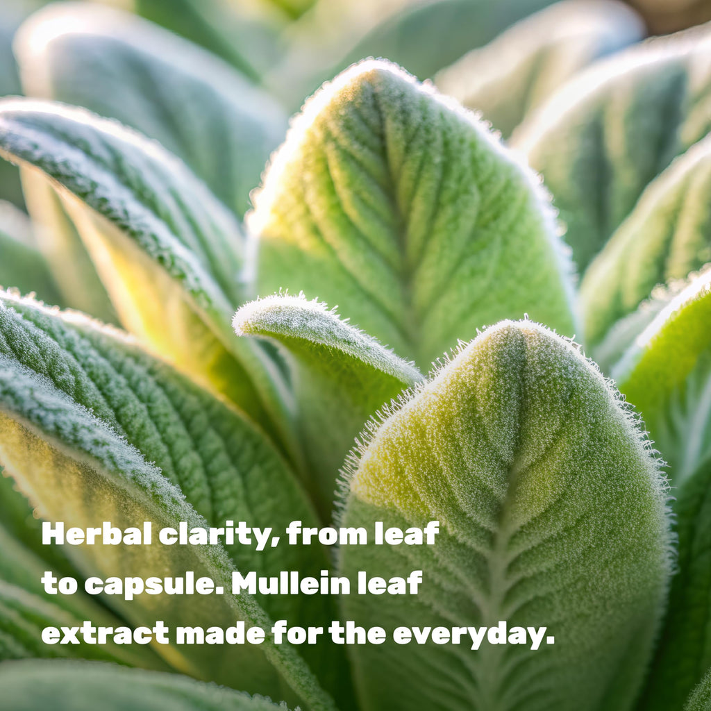 Discover herbal clarity with Deal Supplement Mullein Leaf Extract, specially curated by Curat Cart for everyday wellness.