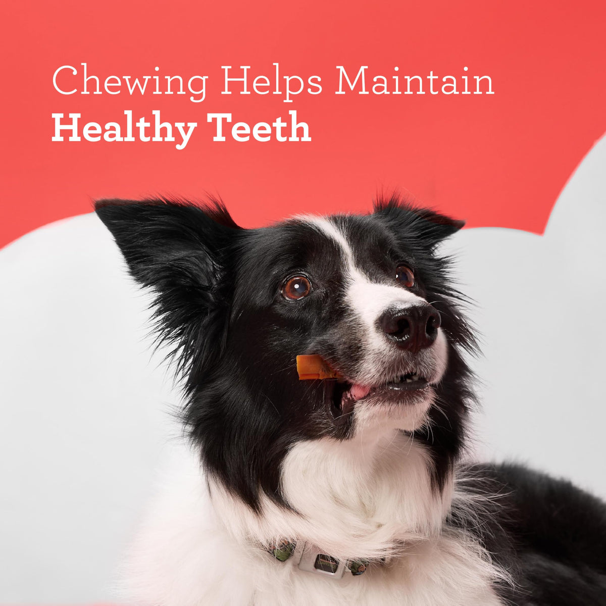 Premium imported DreamBone RattleBall Chew Treats enhance dental health for dogs. Available at Curat Cart.