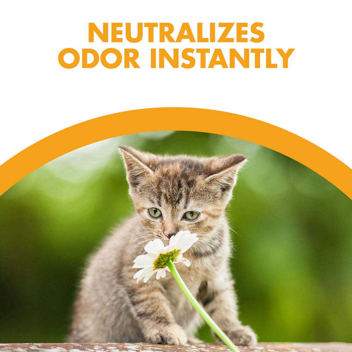 Experience Feline Pine Cat Litter, specially curated by Curat Cart to neutralize odors instantly for your feline friend.