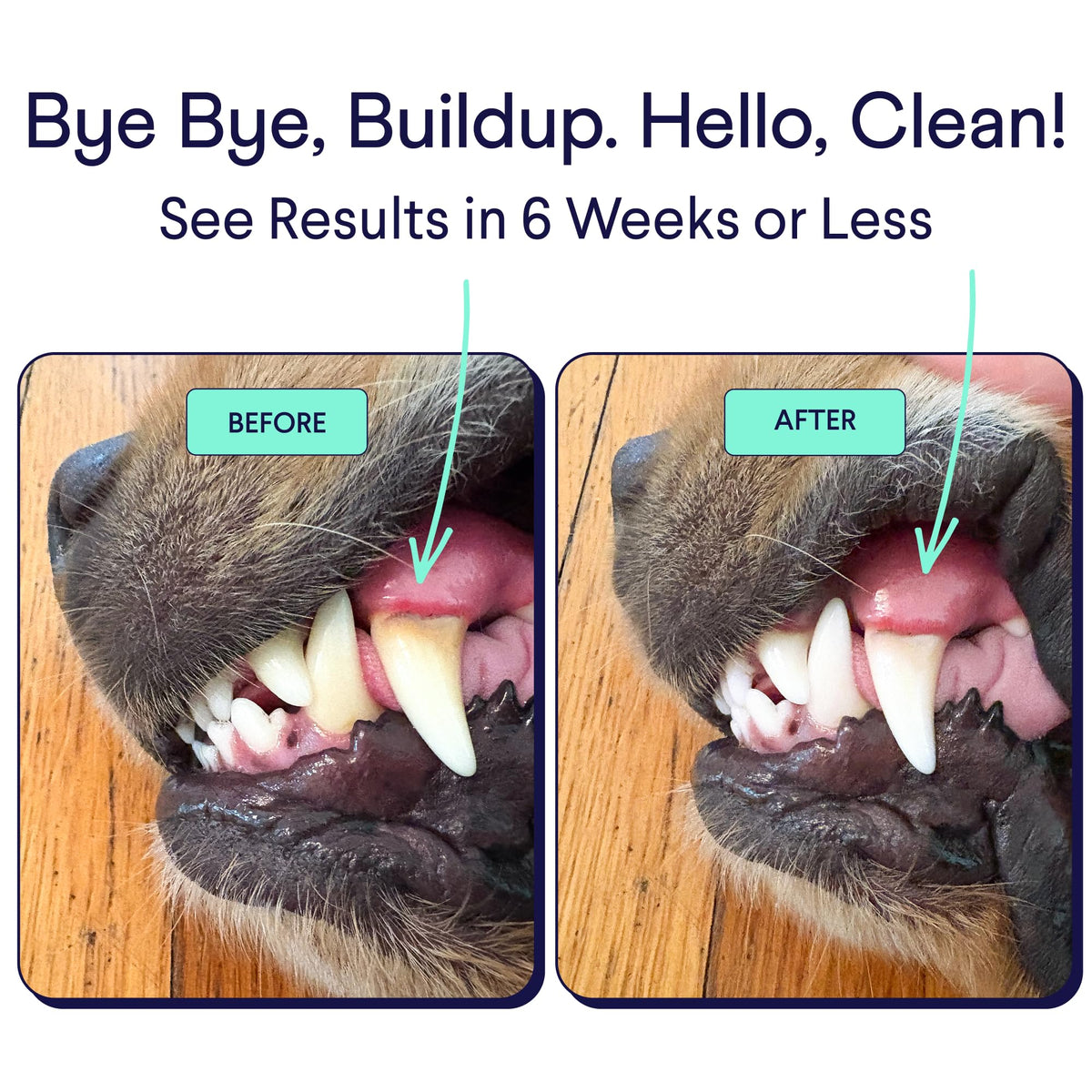Finn Dental Powder for Dogs shows impressive before and after results, promoting oral health in high-quality packaging. Available at Curat Cart.