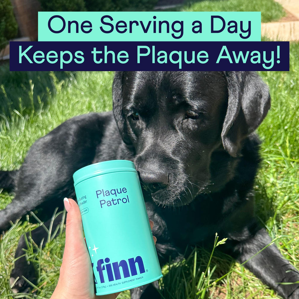 Finn Dental Powder for Dogs in official packaging, promoting plaque control. Available at Curat Cart for optimal pet dental care.