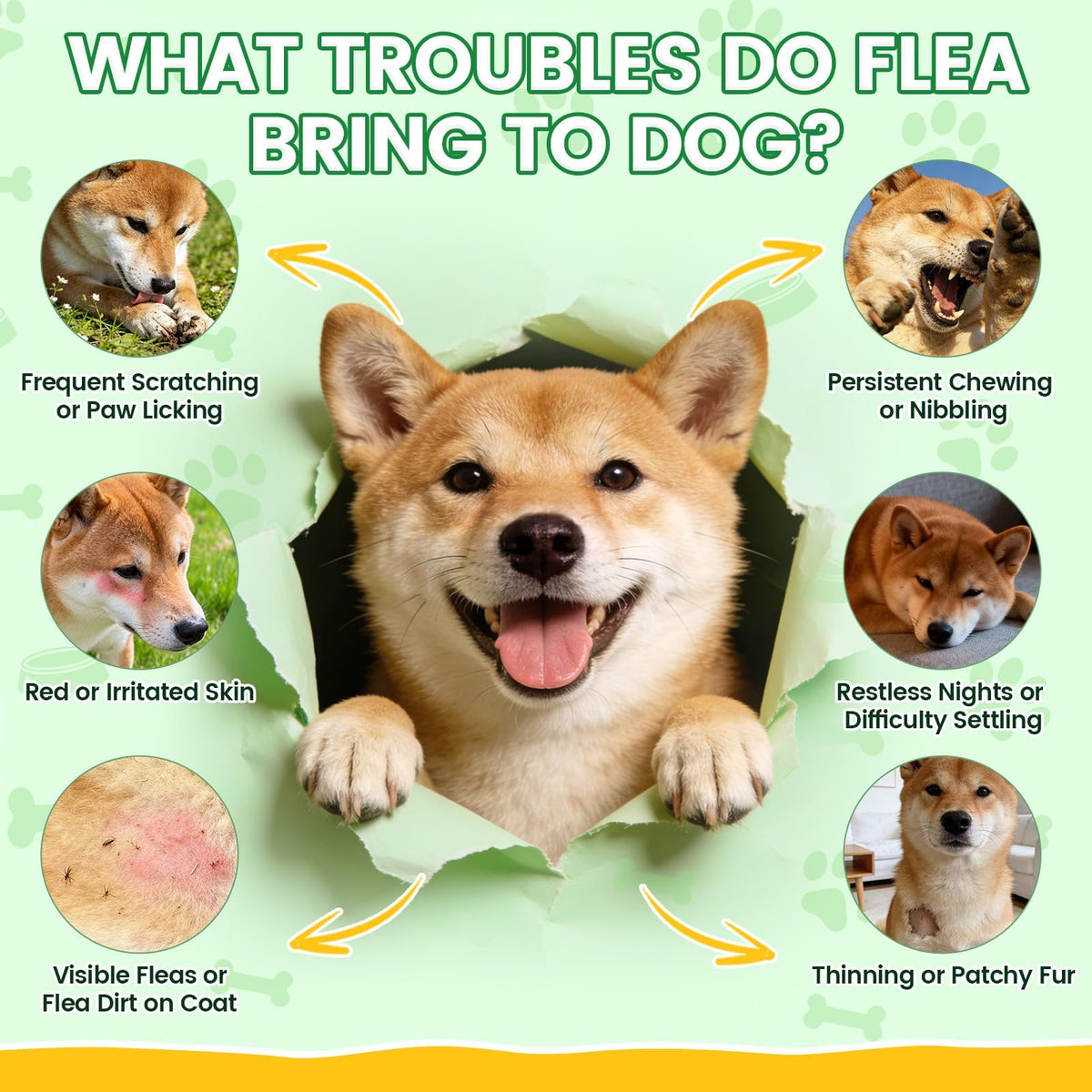 Explore Flea and Tick Prevention for Dogs; perfect for daily use to ensure your pet's comfort. Available at Curat Cart.