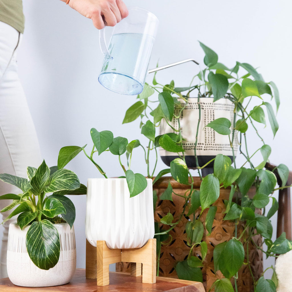 Enhance your indoor plants with premium Houseplant Fertilizer Indoor Plant Food, exclusively curated by Curat Cart for lush growth.