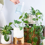 Enhance your indoor plants with premium Houseplant Fertilizer Indoor Plant Food, exclusively curated by Curat Cart for lush growth.
