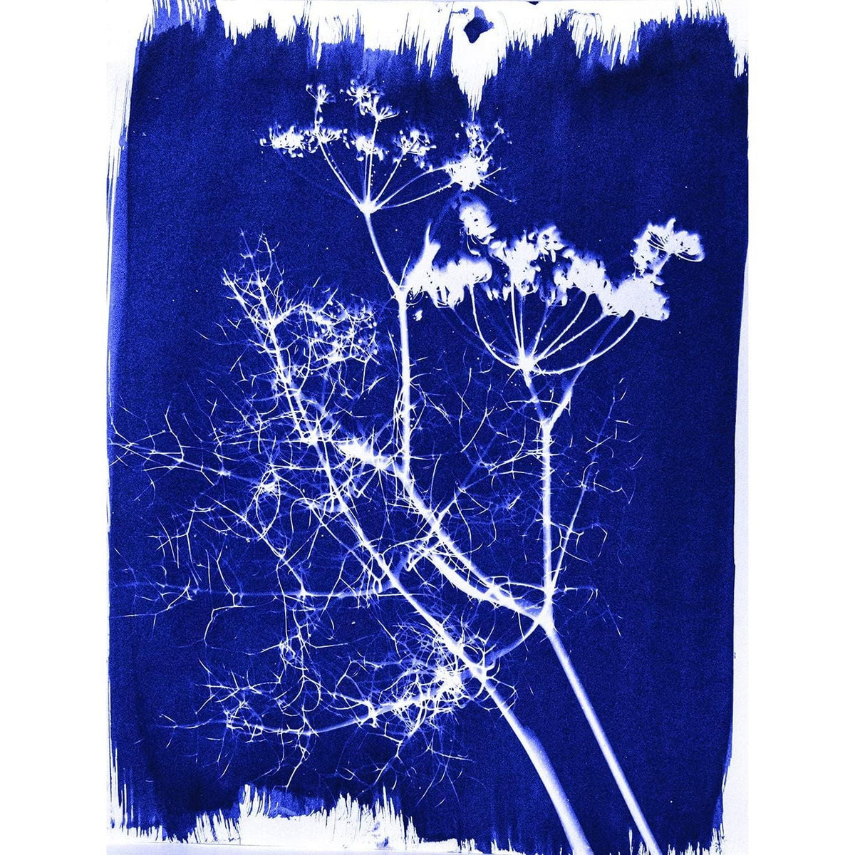 Explore our Jacquard Cyanotype Sensitizer Set, verified by CuratCart for quality and creativity in botanical printing.