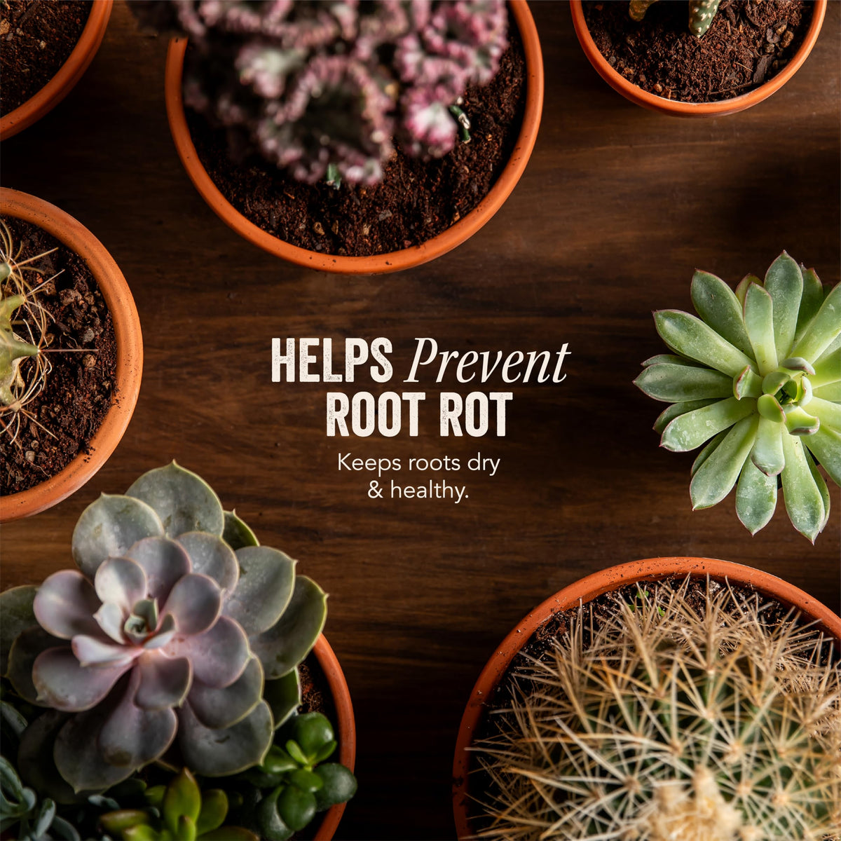 Java Cactus Succulent Soil in high-quality packaging helps prevent root rot, keeping your plants healthy. Available at Curat Cart.