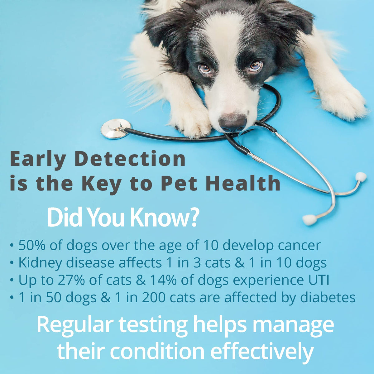 Test for cat and dog urine at home, exclusively from Curat Cart. Early detection ensures your pet's health. Regular testing is vital.
