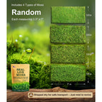 LuckyRunes Live Moss 4-Pack offers four types of authentic moss, available in India at Curat Cart. 100% Authentic product.