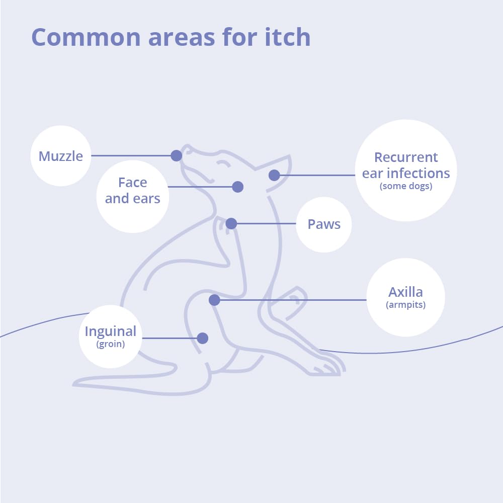 Explore common itch areas on dogs with MiconaHex Triz Mousse, a premium imported solution from Curat Cart.