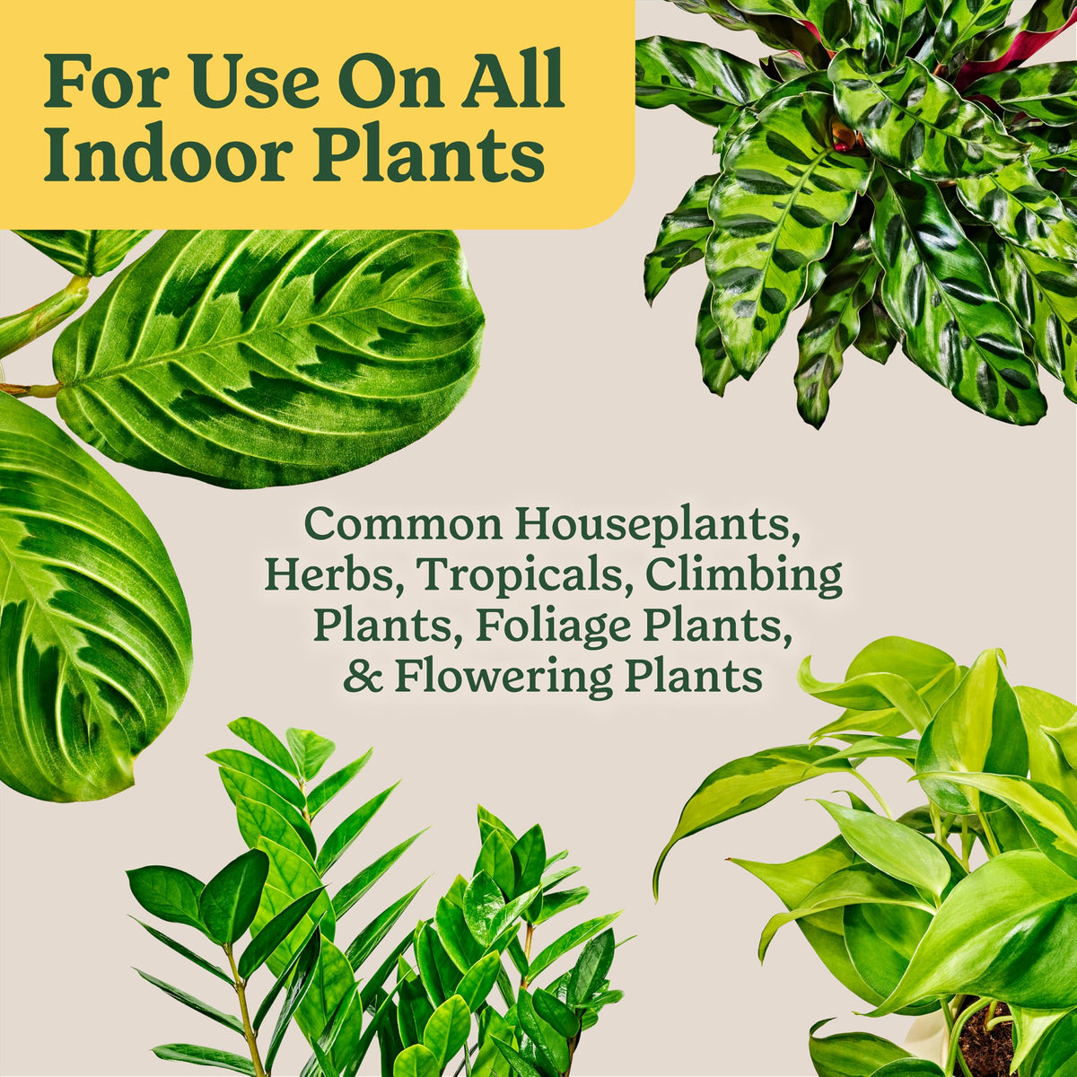 Specially curated by Curat Cart, Miracle-Gro Indoor Potting Mix is perfect for all indoor plants, including houseplants and flowering varieties.