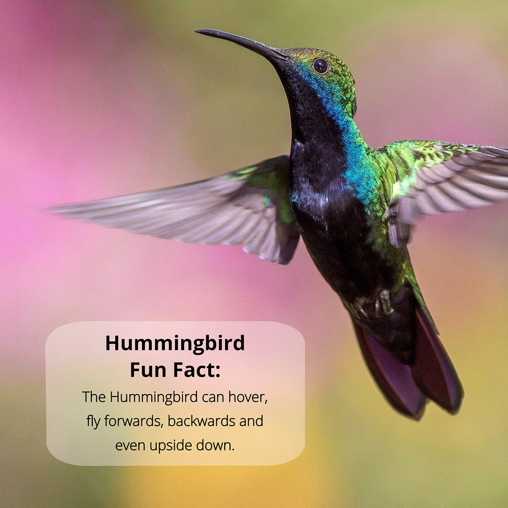 Nectar Defender Hummingbird Nectar enhances feeding for hummingbirds. 100% Authentic, available at Curat Cart in India.