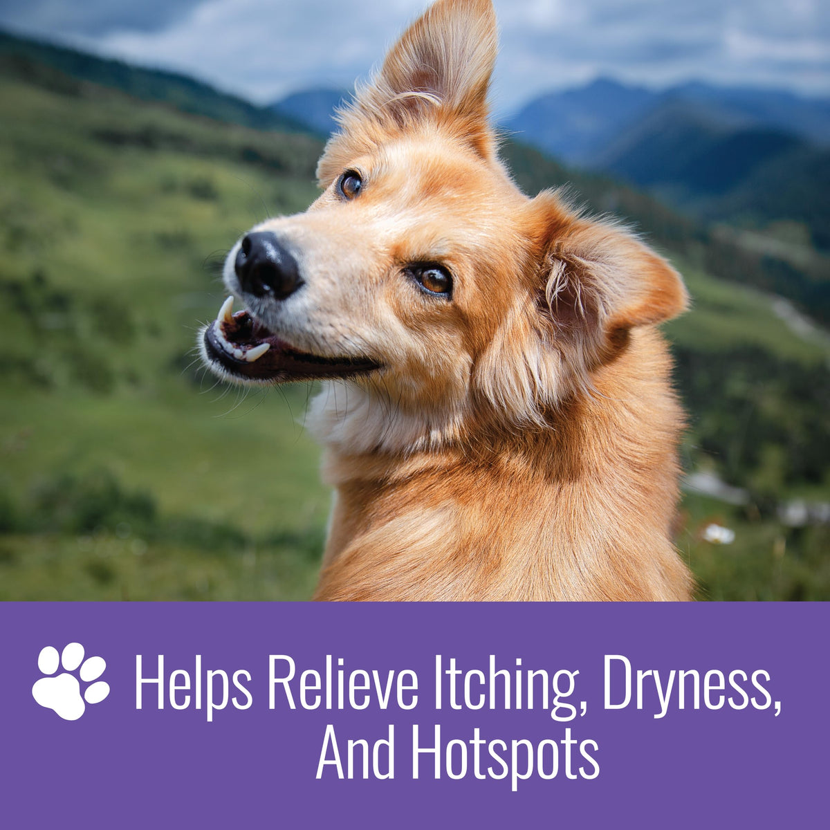 Nizoral Ketoconazole Pet Shampoo helps relieve itching, dryness, and hotspots. Specially curated by Curat Cart.