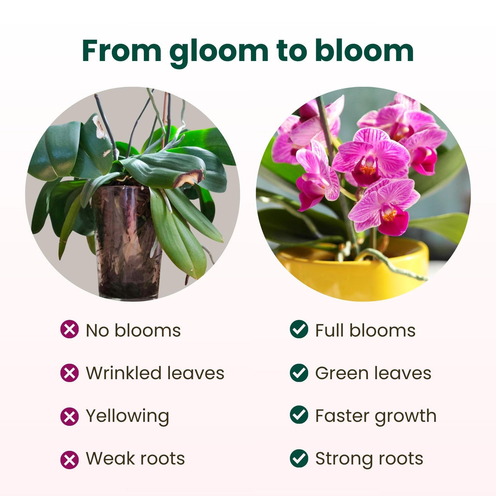 Transform orchids with Curat Cart's Orchid Fertilizer Spray Kit for vibrant blooms and strong roots. Official packaging ensures quality.
