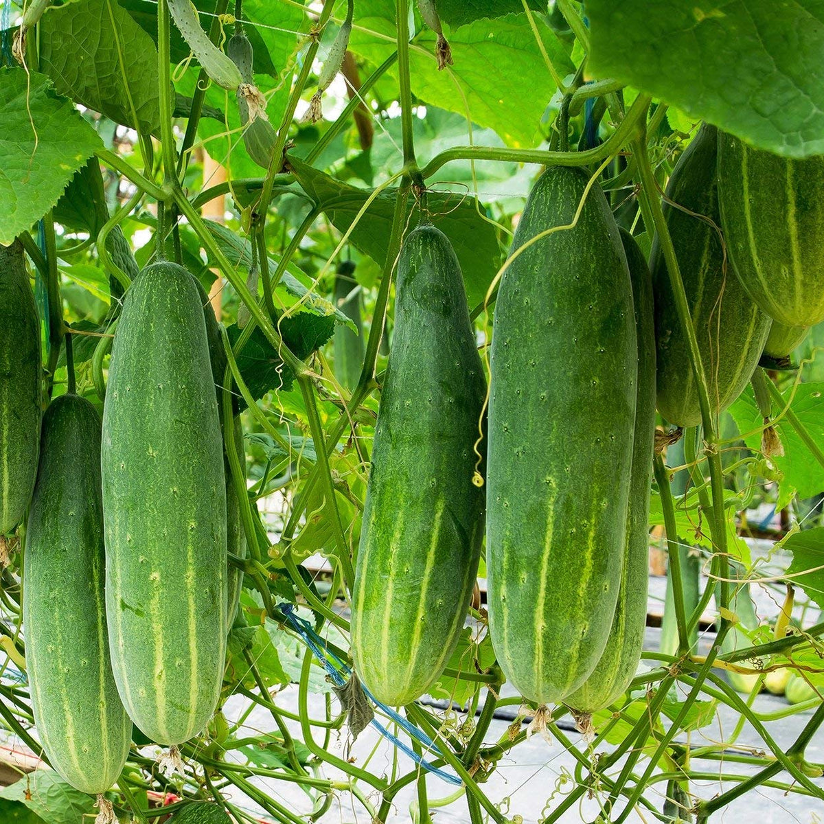 Discover premium Organic Cucumber Seeds Marketmore 76, specially curated by Curat Cart for your gardening needs.