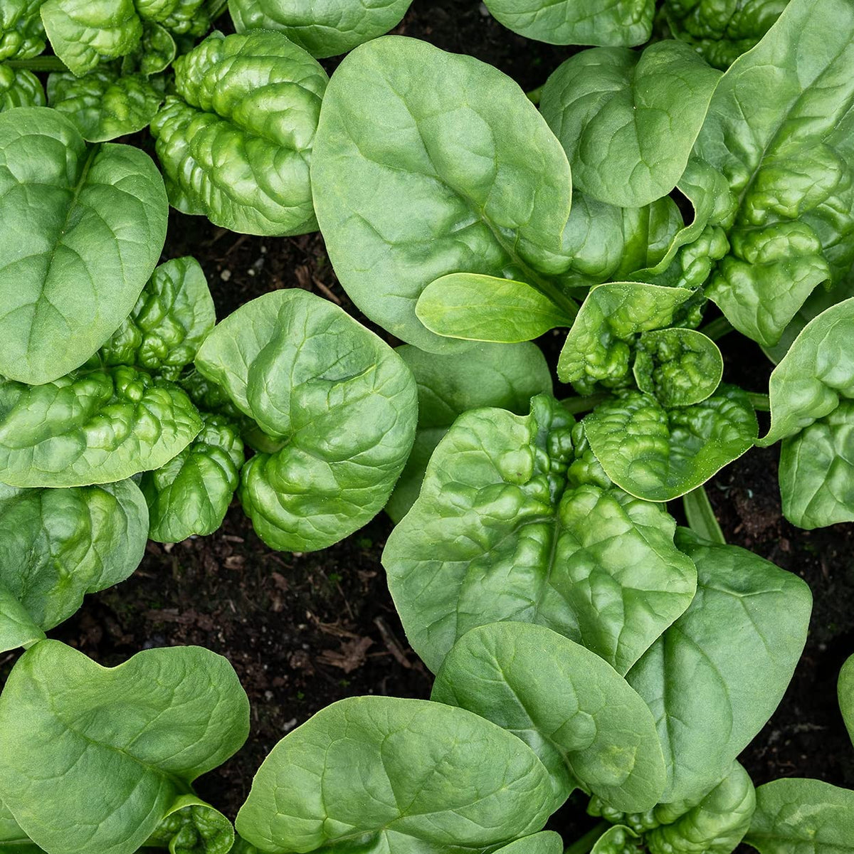 Discover Organic Spinach Seeds Bloomsdale, specially curated by Curat Cart for premium gardening enthusiasts in India.