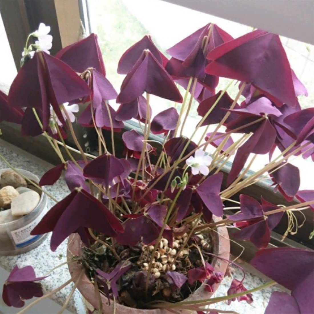 Discover the stunning Oxalis Triangularis Purple Shamrocks, specially curated by Curat Cart for your unique home decor.