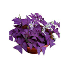 Discover premium imported Oxalis Triangularis Purple Shamrocks at Curat Cart, perfect for enhancing your home decor.