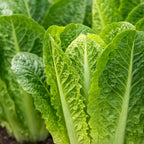 Parris Island Romaine Lettuce Seeds offer 100% authentic quality, available in India at Curat Cart. Fresh and nutrient-rich produce awaits.