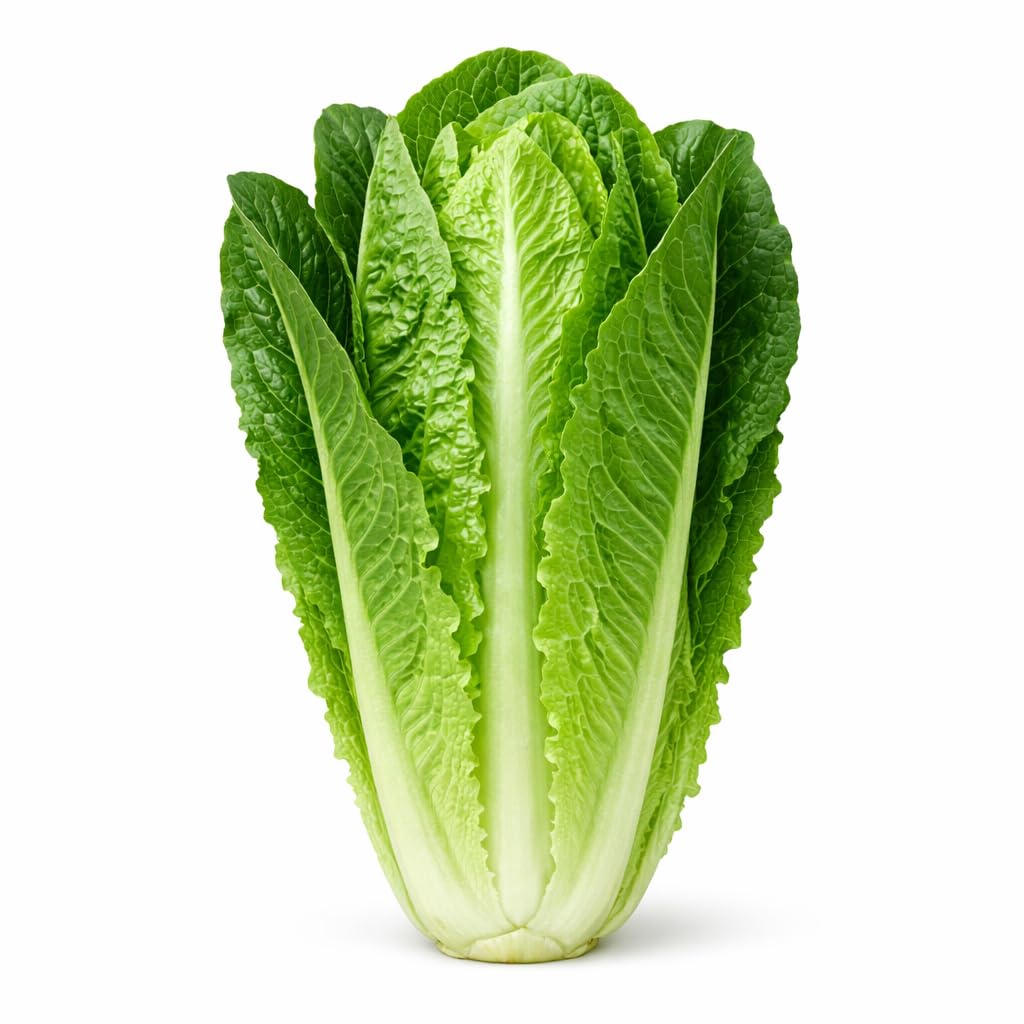 Discover premium imported Parris Island Romaine Lettuce Seeds at Curat Cart for lush home gardens. Elevate your culinary experience.