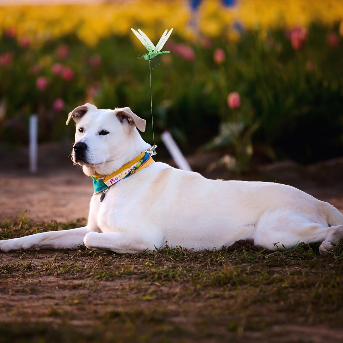 Stylish PCTC 8 Pcs Dragonfly Clips available at Curat Cart, 100% Authentic for pet lovers in India.