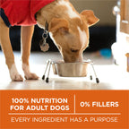 Purina ONE Healthy Weight Dog Food in high-quality packaging, ensuring 100% nutrition for adult dogs at Curat Cart.