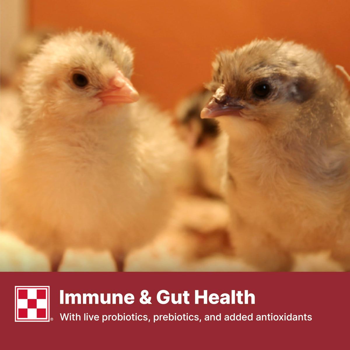 Purina Start & Grow Chick Feed promotes immune and gut health with probiotics. 100% Authentic, available at Curat Cart.