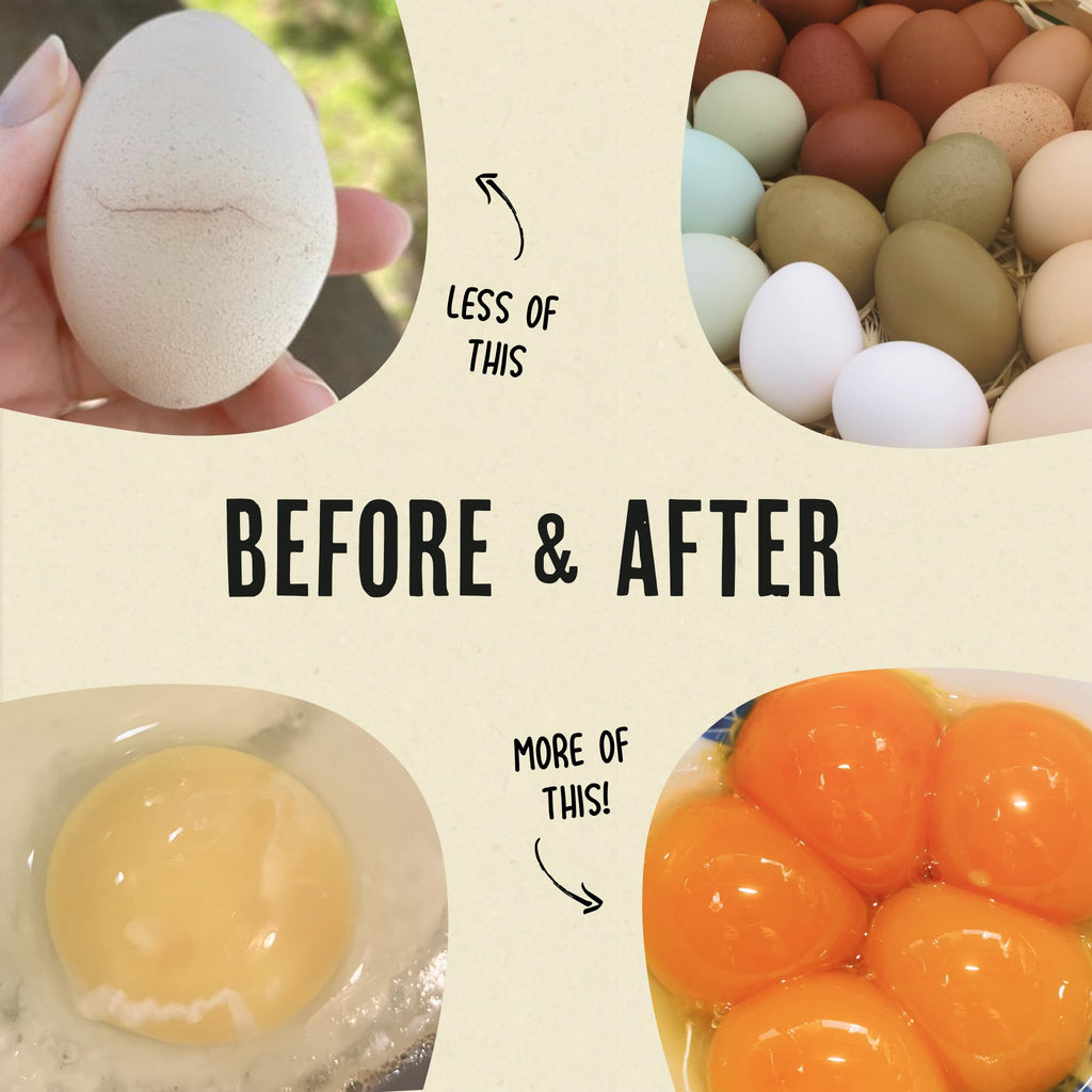 Transform your eggs with Roosty's Gold Dust Egg Booster for vibrant yolks and enhanced nutrition. Available at Curat Cart.