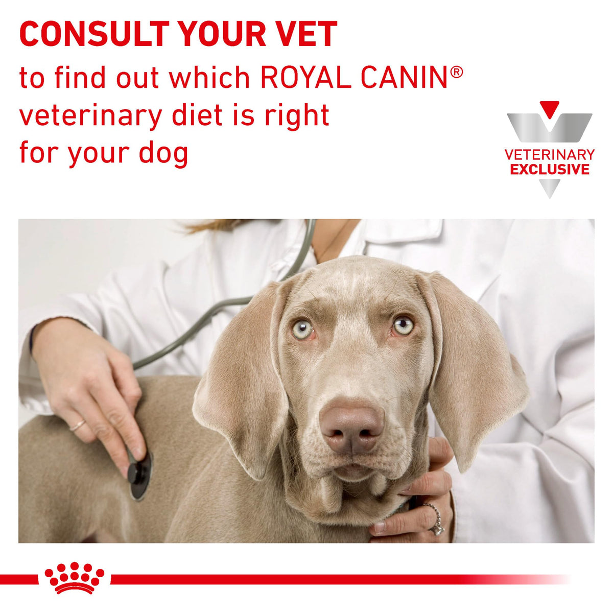 Veterinary consultation for Royal Canin Hydrolyzed Protein Treats, showcasing high-quality care at Curat Cart.