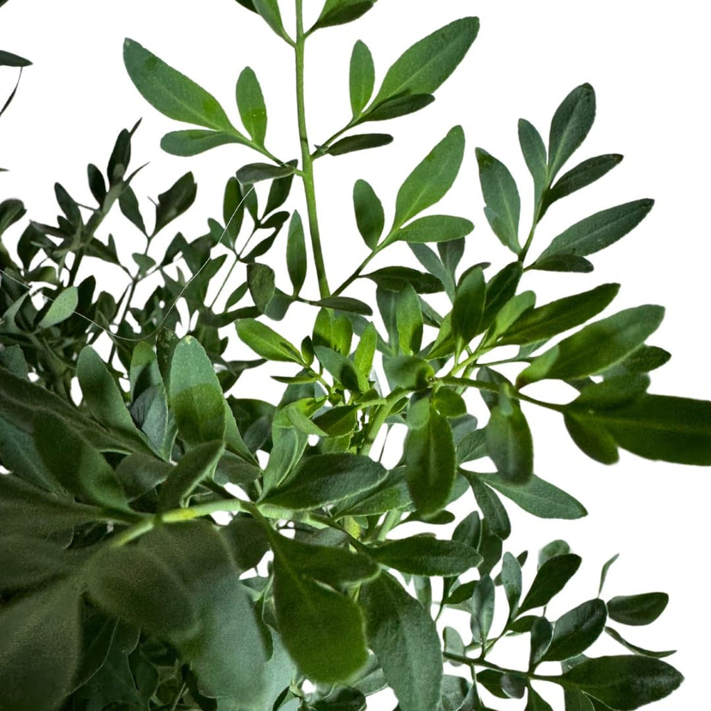 Ruda Rue Plant Herb showcases lush green leaves, 100% Authentic, available in India at Curat Cart.