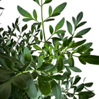 Ruda Rue Plant Herb showcases lush green leaves, 100% Authentic, available in India at Curat Cart.