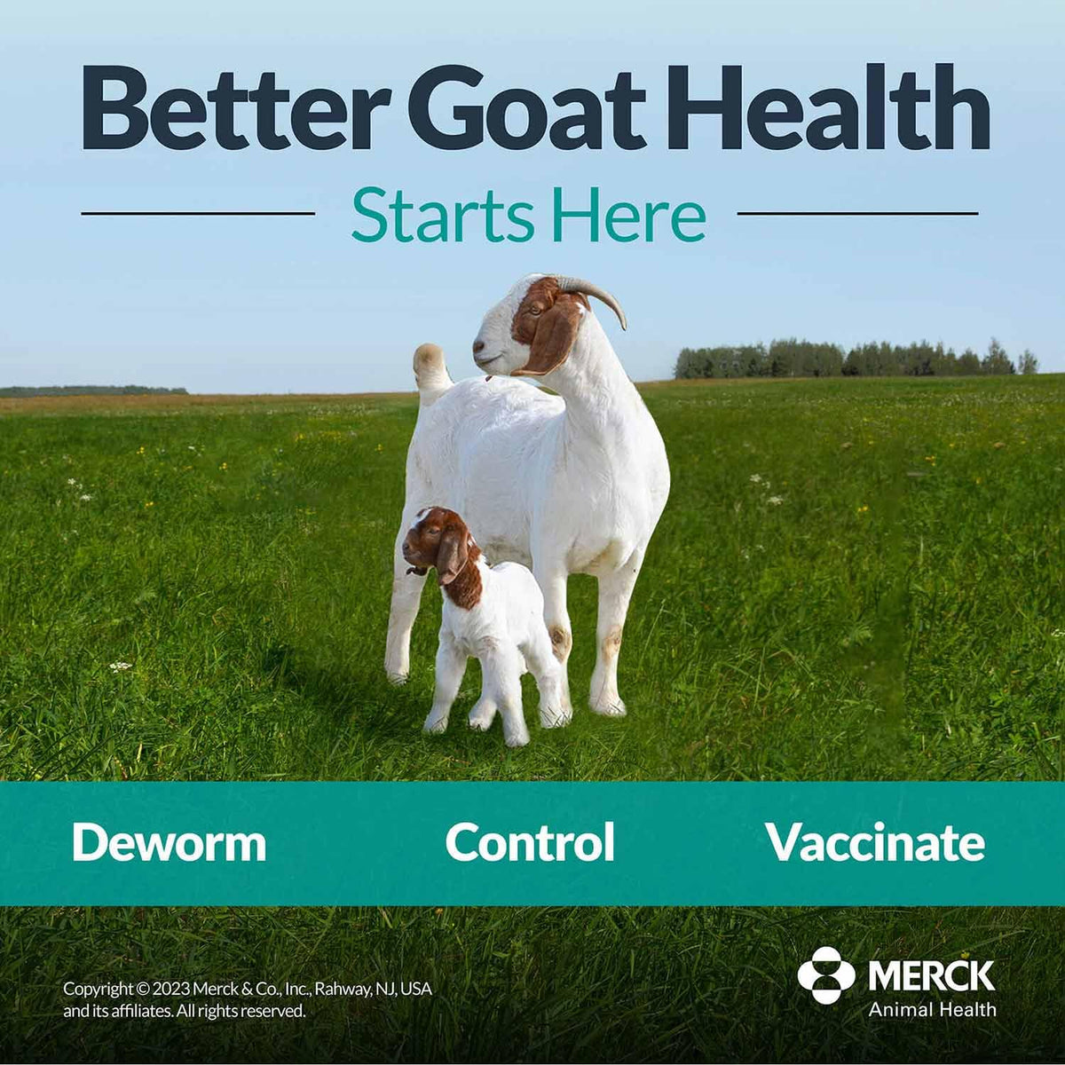 Optimize your livestock care with Safe-Guard Dewormer Liquid. Essential for better goat health, available at Curat Cart.