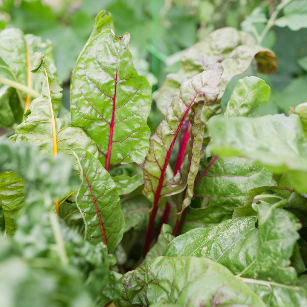 Sereniseed Organic Lettuce Seeds boast vibrant, fresh leaves ideal for healthy salads. Perfect for home gardening from Curat Cart.