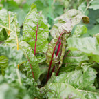 Sereniseed Organic Lettuce Seeds boast vibrant, fresh leaves ideal for healthy salads. Perfect for home gardening from Curat Cart.