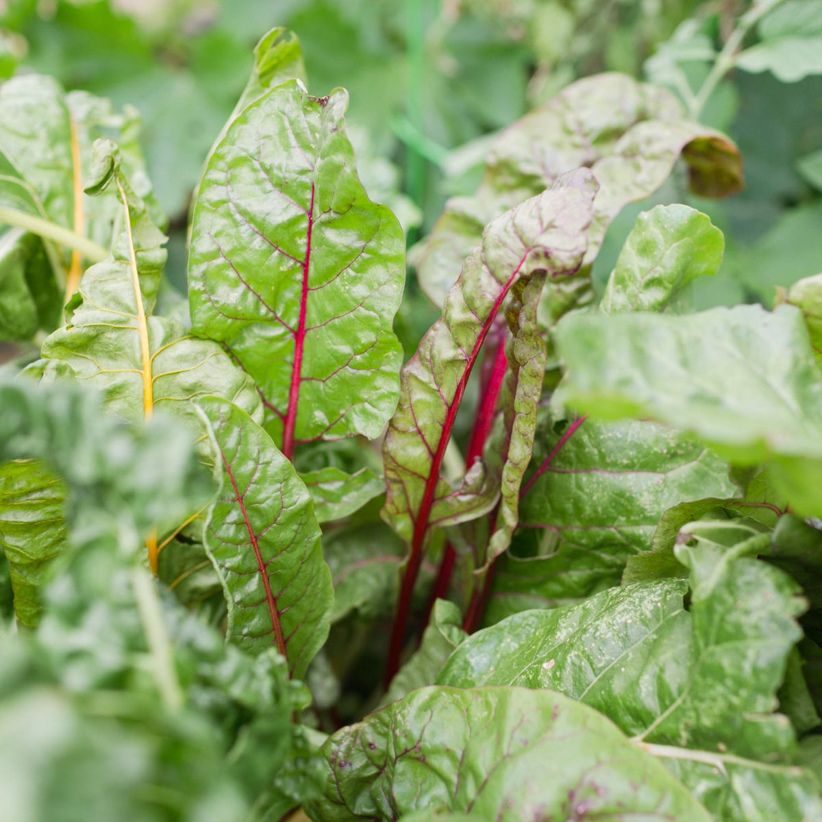 Sereniseed Organic Lettuce Seeds boast vibrant, fresh leaves ideal for healthy salads. Perfect for home gardening from Curat Cart.