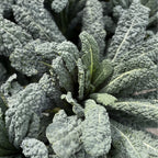 Discover Sereniseed Organic Lettuce Seeds, specially curated by Curat Cart for premium gardening enthusiasts in India.