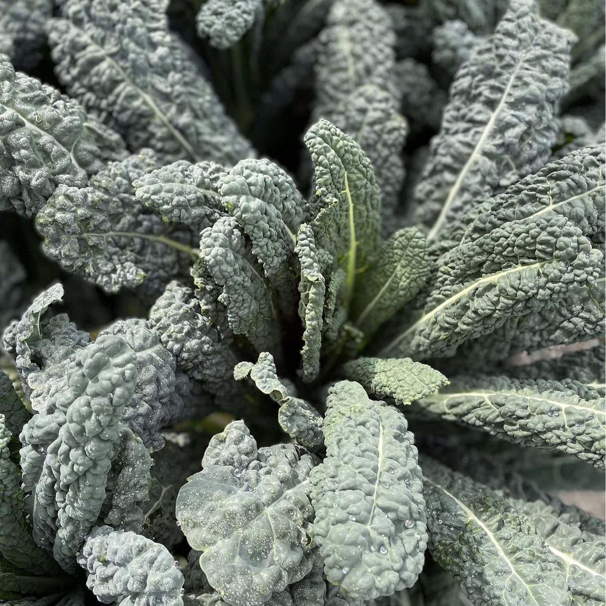 Discover Sereniseed Organic Lettuce Seeds, specially curated by Curat Cart for premium gardening enthusiasts in India.