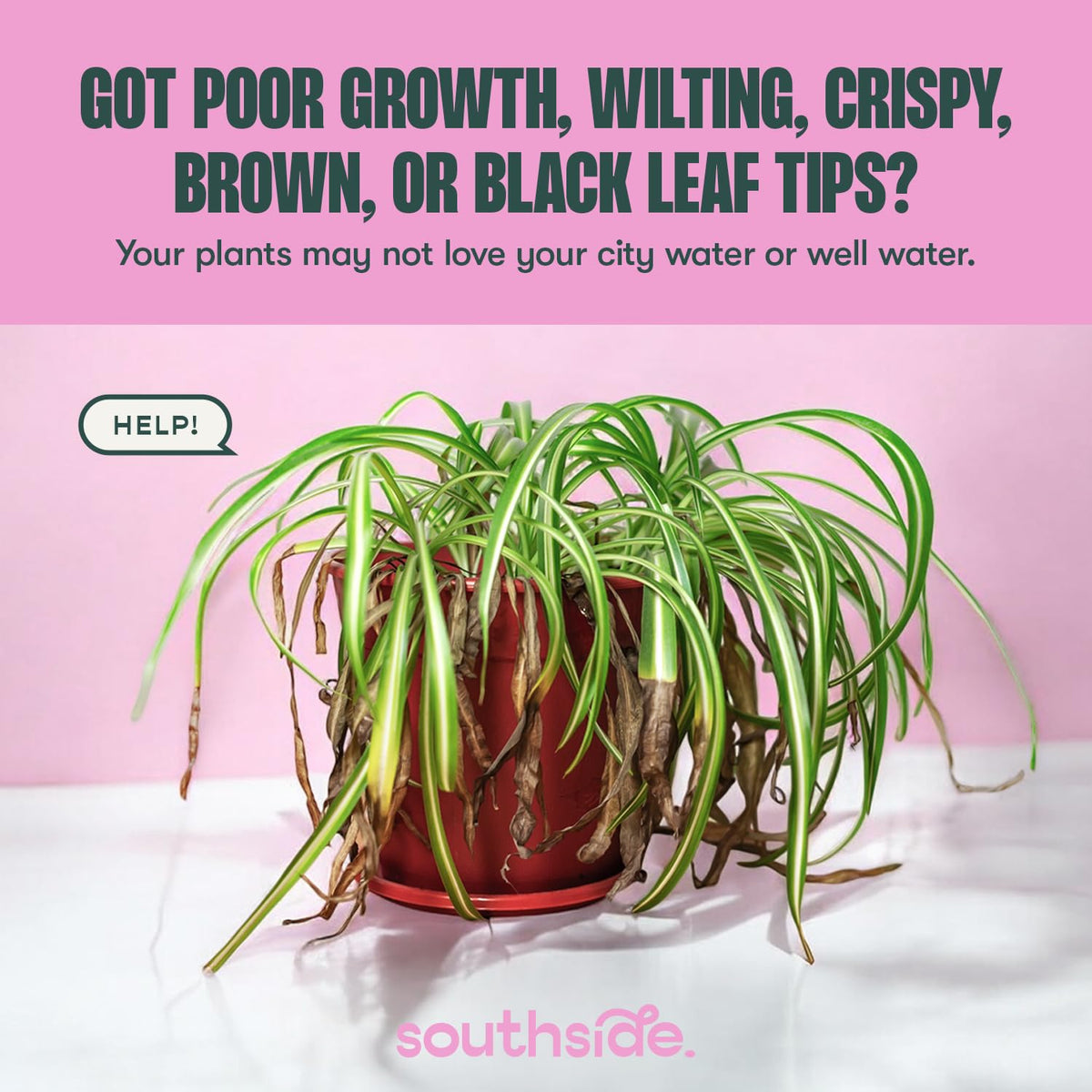 Southside Plants Tap Water Conditioner in official packaging, ideal for reviving distressed plants from city water issues. Available at Curat Cart.