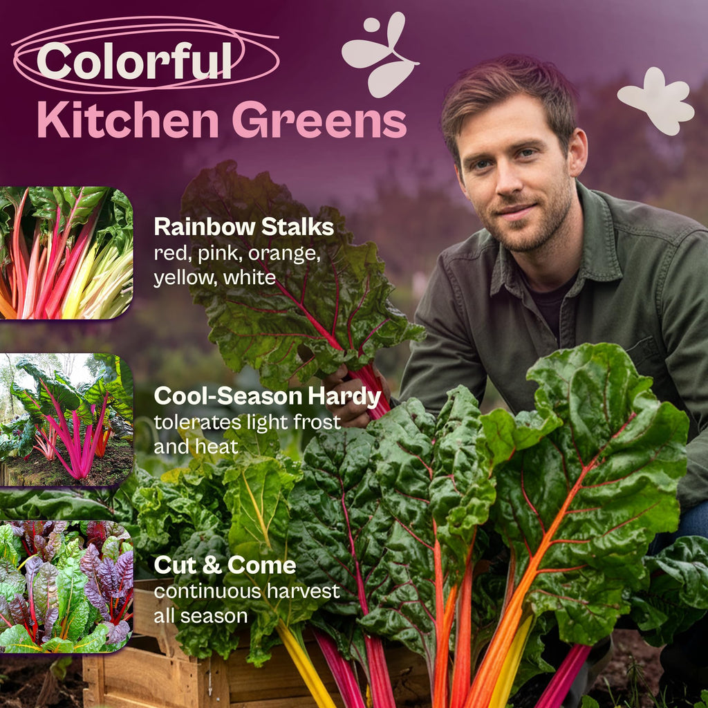 Vibrant Rainbow Mixture Swiss Chard Seeds in official packaging, ideal for continuous harvest. Available at Curat Cart.