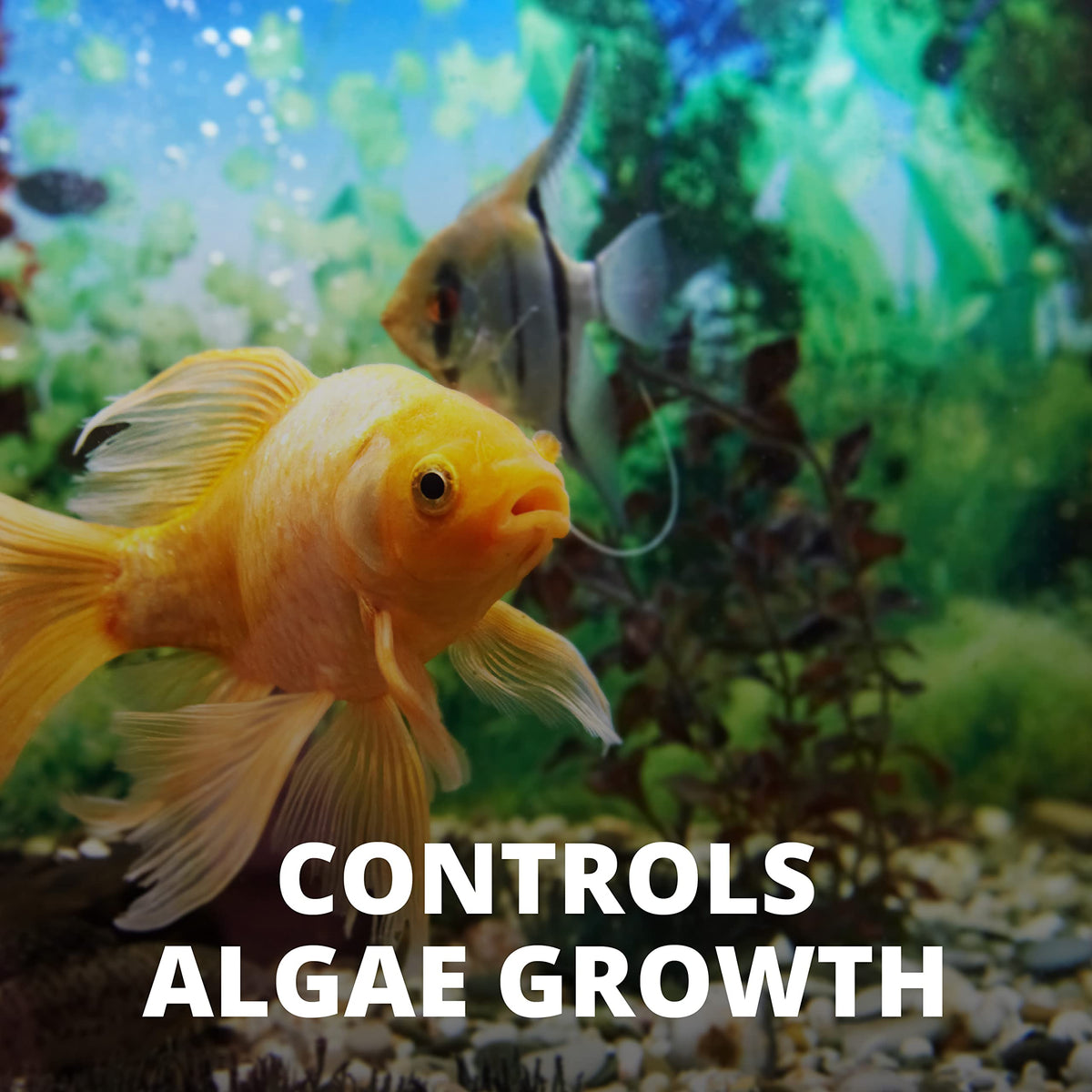Tetra No More Algae Tablets effectively controls algae growth in aquariums. Premium import available at Curat Cart.