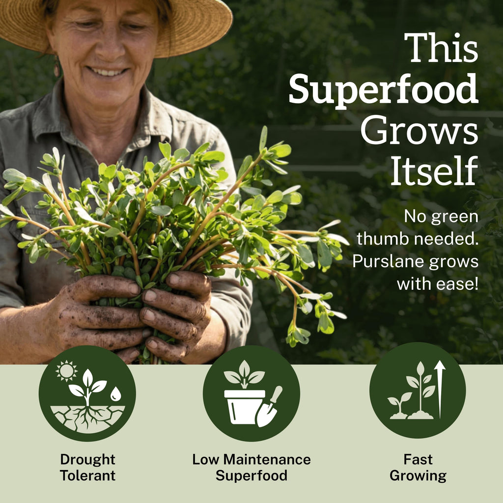 Discover TKE Farms Purslane Seeds, a low maintenance superfood exclusively from Curat Cart, perfect for easy gardening in India.