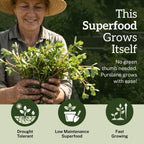 Discover TKE Farms Purslane Seeds, a low maintenance superfood exclusively from Curat Cart, perfect for easy gardening in India.