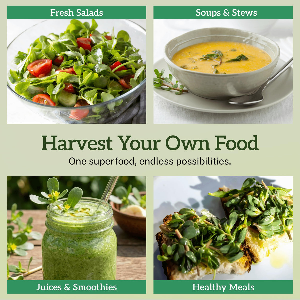Explore TKE Farms Purslane Seeds for fresh salads, healthy meals, and smoothies. 100% Authentic, available at Curat Cart.