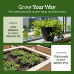 High-quality visual of TKE Farms Purslane Seeds, ideal for indoor and outdoor planting. Available at Curat Cart.