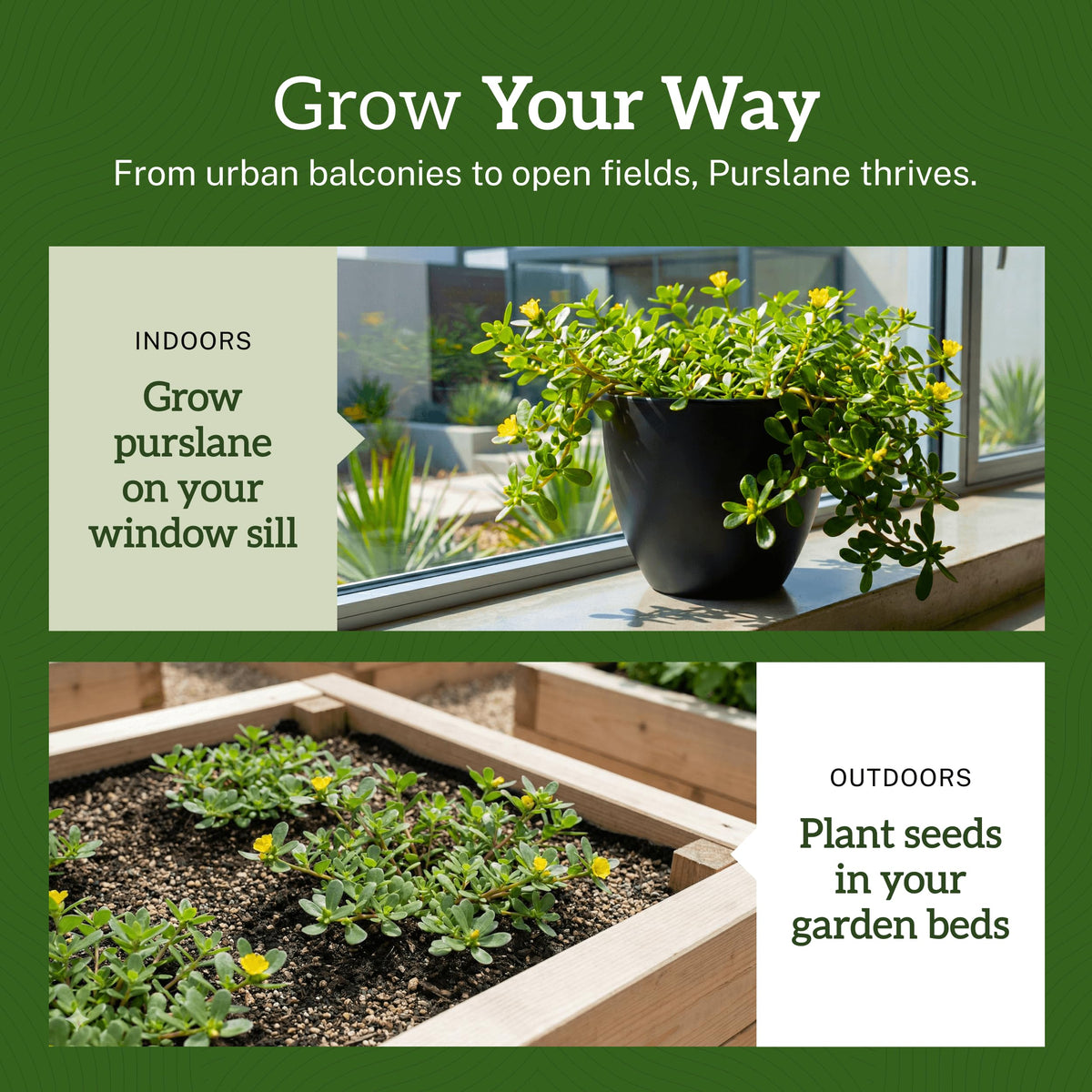 High-quality visual of TKE Farms Purslane Seeds, ideal for indoor and outdoor planting. Available at Curat Cart.