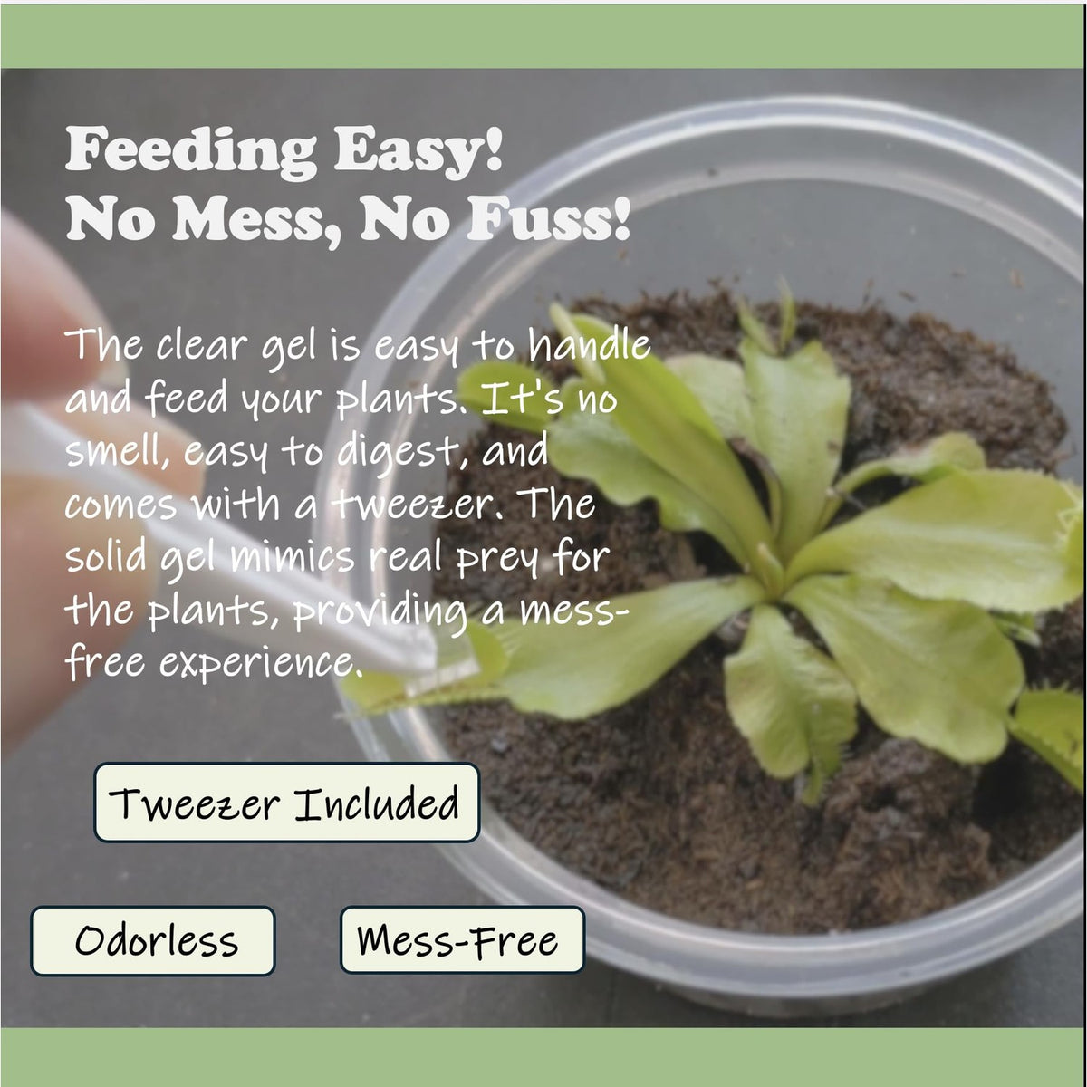 Specially curated by Curat Cart, this solid gel mimics real prey for Venus Flytraps, ensuring mess-free feeding for your plants.