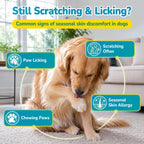 Woyamay Dog Allergy Chews help alleviate seasonal skin allergies in dogs. 100% Authentic and available at Curat Cart.