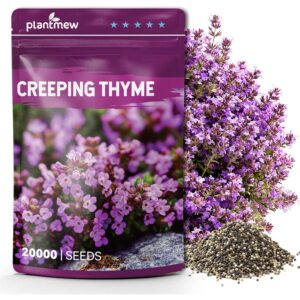 Premium imported Creeping Thyme Seeds from Curat Cart, ideal for lush ground cover with vibrant blooms. Enhance your garden today.