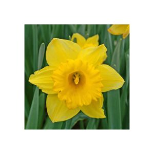 Premium imported daffodil bulbs for planting, showcasing vibrant yellow flowers. Available at Curat Cart.